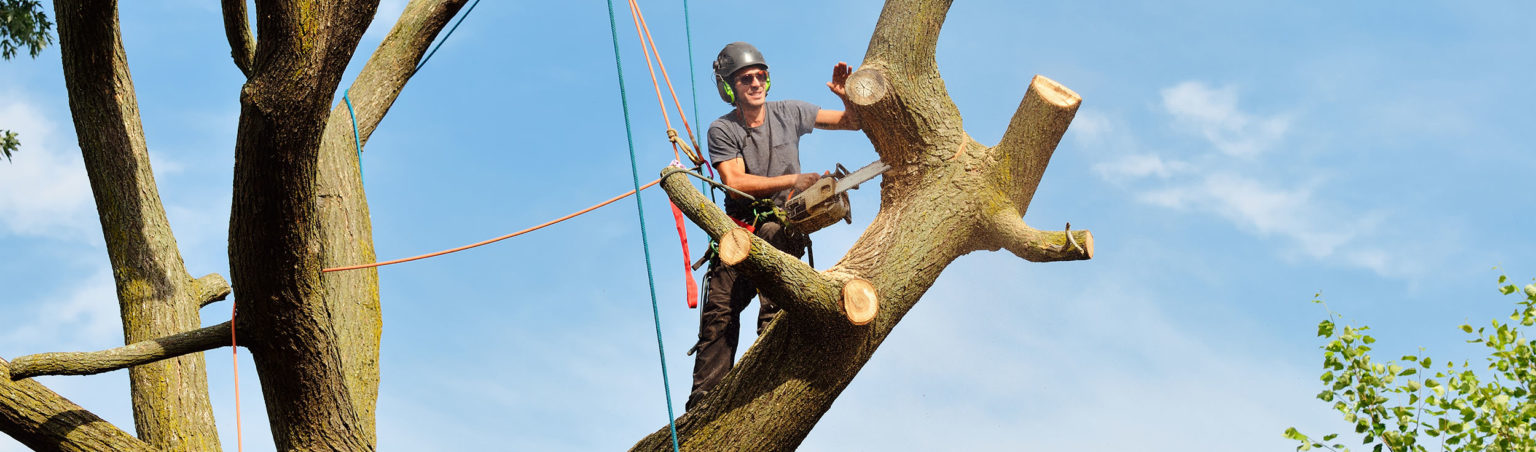 baumfaellung-muenchen-baum-faellen-bayern-01-1536x452-1.jpg
