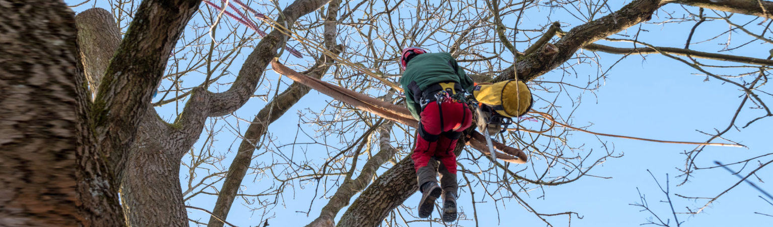 baumpflege-muenchen-baum-faellen-bayern-01-1536x452-1.jpg